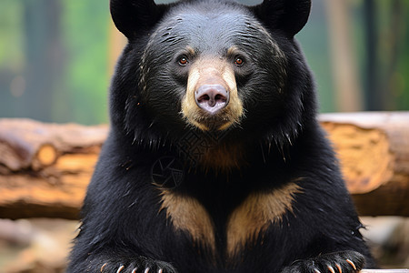 黑熊坐在森林中图片