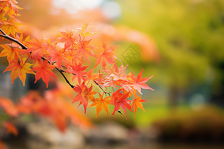 秋天的红叶背景图片