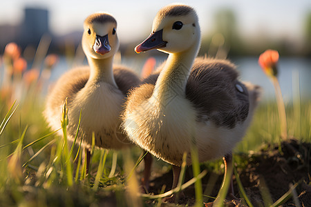 两只鸭子站在水边的草地上背景图片
