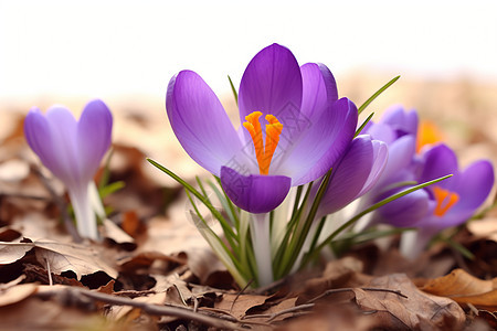一簇紫色花朵背景图片