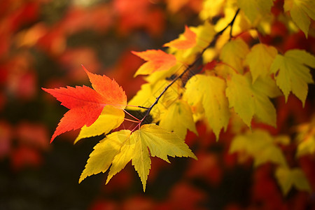 秋色枫叶背景图片