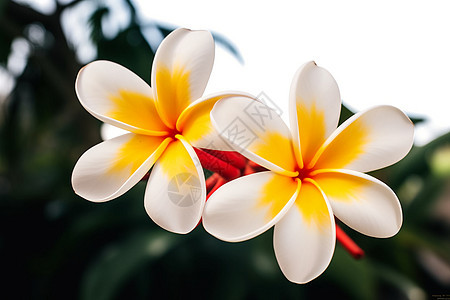 热带花朵的细腻之美图片
