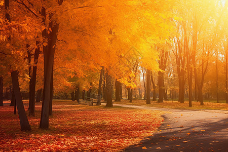秋叶遍地的迷人景象图片
