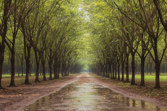 雨林中的橡胶园图片