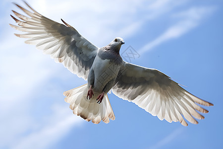 天空中翱翔的鸽子背景图片