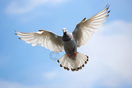 蓝天中自由翱翔的鸽子图片