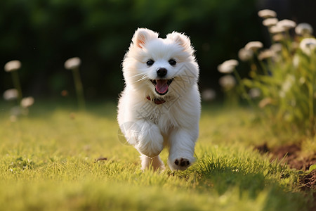 草坪上奔跑的小狗高清图片