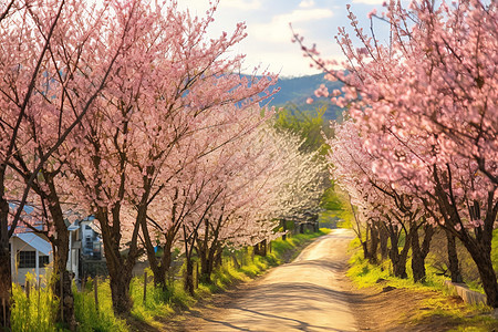 乡村道路两旁的花树图片