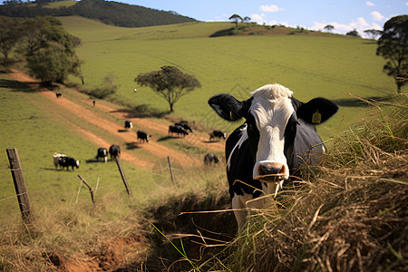 草原上的一群牛背景图片