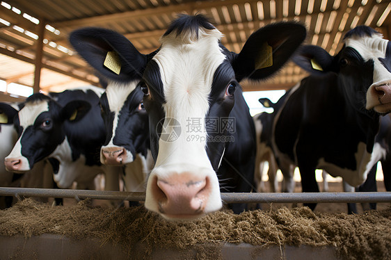奶牛在栏杆内图片