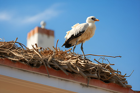 巢架上的白色鸟儿图片