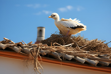 鸟儿站在屋顶上图片