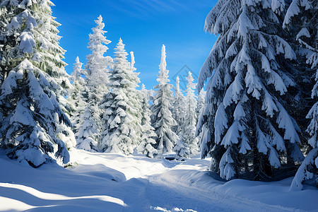 雪中林径的美丽景观背景图片
