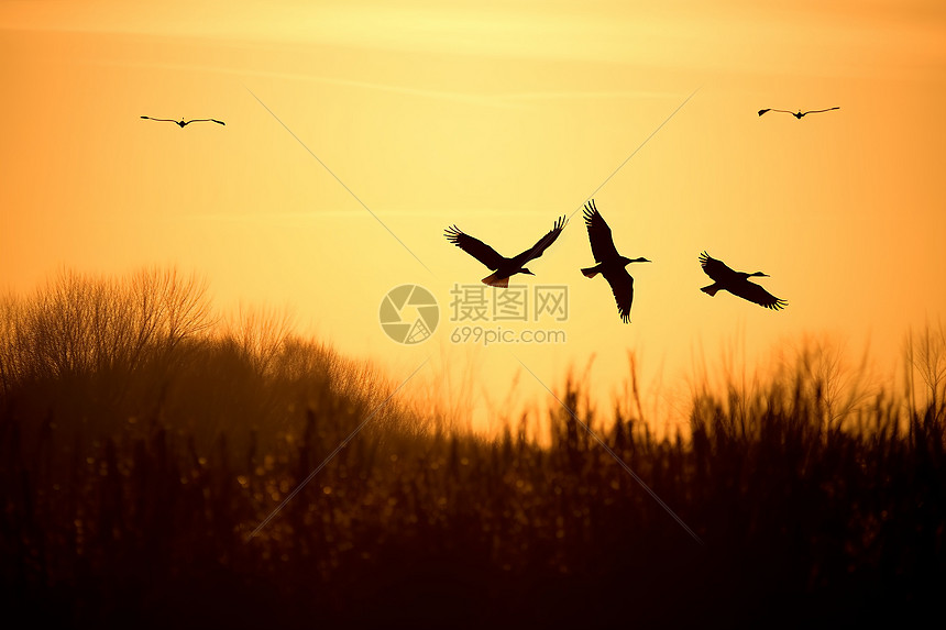 夕阳下的飞鸟群图片