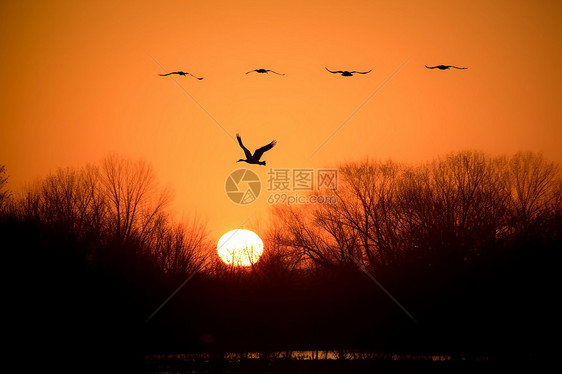 落日余晖中鸟群翱翔图片