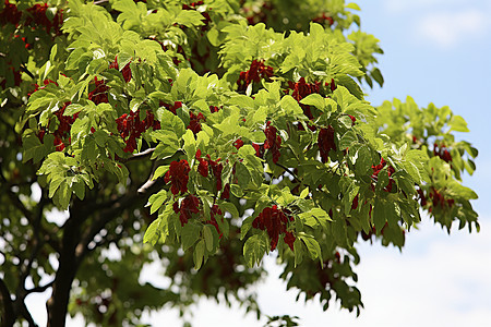 夏季绽放的波斯铁木树图片