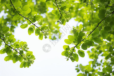 青绿枝叶下的自然风景背景图片