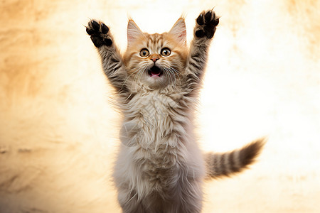 活泼跳跃的宠物猫咪图片