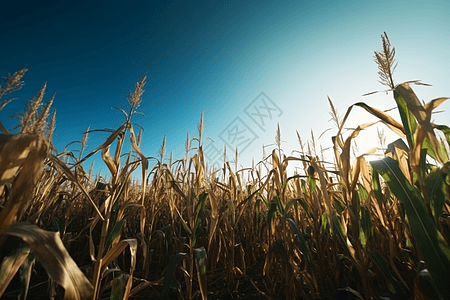农业种植的玉米田野背景图片