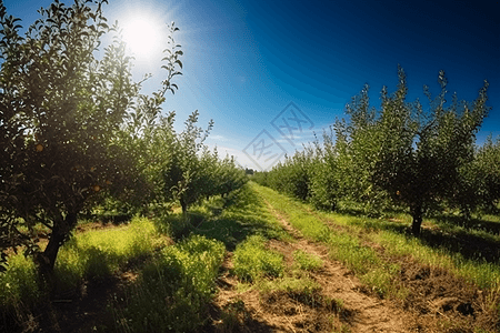 乡村农业种植的油桃果园图片