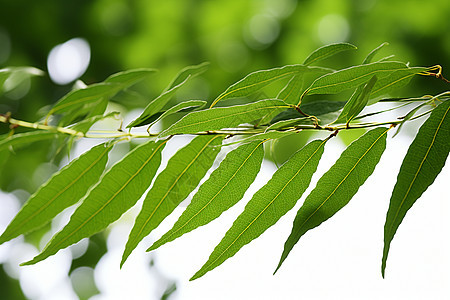 春日的绿叶图片