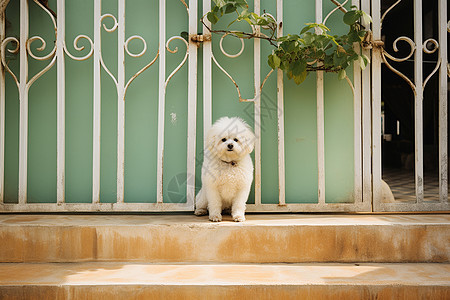 可爱的小狗在家门口图片