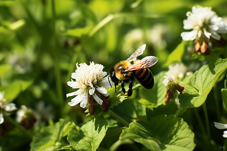蜜蜂生态艺术图片