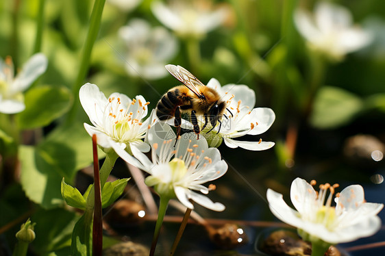 草地上的蜜蜂和花朵图片