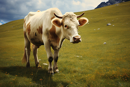 草地中的农业牛群图片