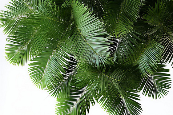 热带植物的枝叶图片