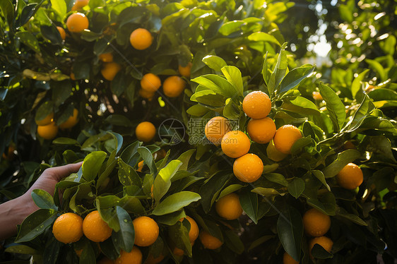 树木上生长的水果橙子图片