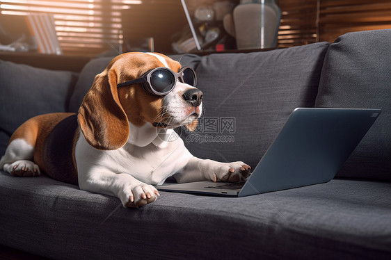 看电脑的动物小狗图片