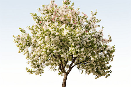 孤零的白花树图片