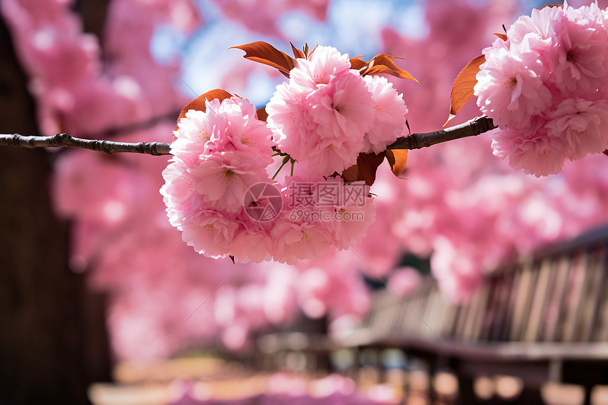 浪漫的粉色樱花图片