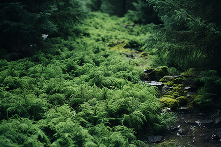 原野中的绿色森林图片