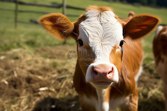 牧场的一只奶牛图片