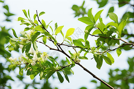 清新夏日的叶子图片