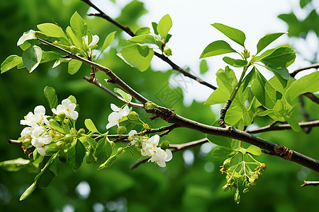 绿叶与白花图片