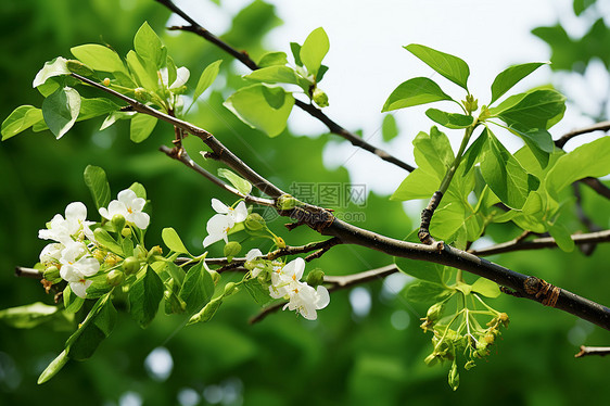 绿叶与白花图片