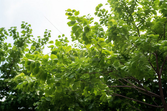 树影中的一棵树图片