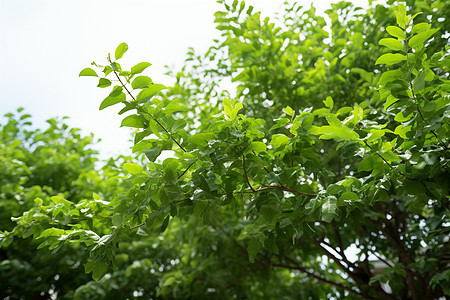 碧绿树叶背景图片