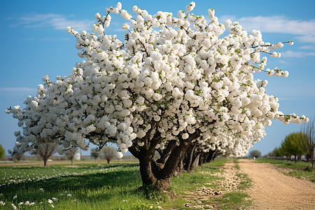田园里盛开的樱花树图片