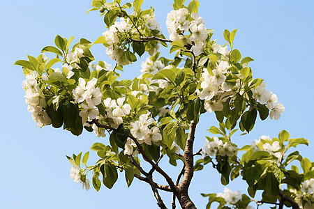 树上开满白花图片