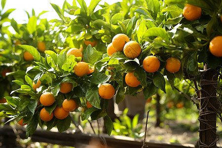 丰收的橙子园图片