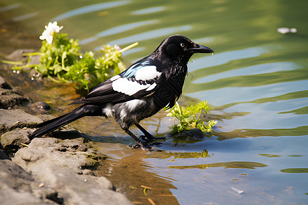 水边觅食的水鸟背景图片