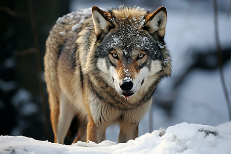 雪地中漫步的狼高清图片