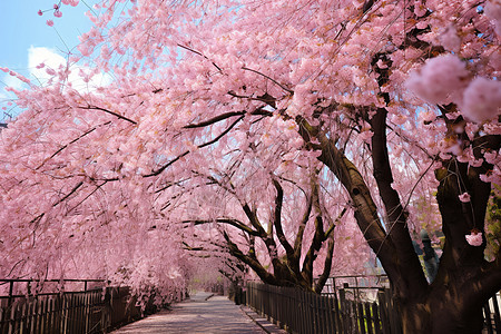 街道中绽放的樱花图片