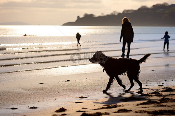海滩上的小狗与人们图片