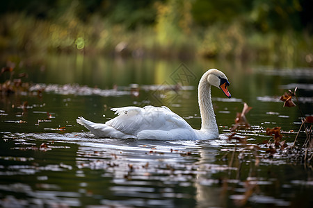 白天鹅在池塘中背景图片