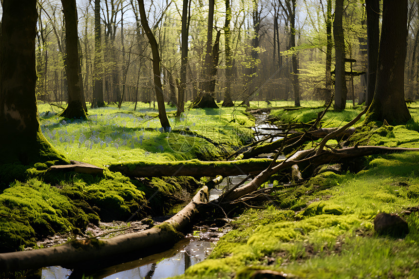 绿意葱葱的森林河流图片